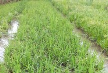 晶優(yōu)麗斯水稻栽培技術(shù)要點，6月中旬播種