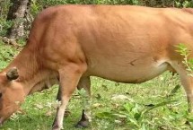 牛有多少個胃，具有瘤胃、網(wǎng)胃、瓣胃、皺胃