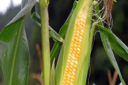 蜀玉336玉米栽培技術(shù)要點，每畝種植4000株為宜