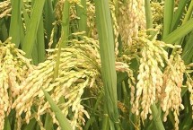 福興優(yōu)豐絲苗水稻栽培技術(shù)要點，一般6月中下旬播種