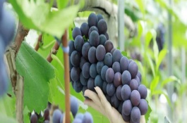 葡萄當(dāng)年種植當(dāng)年能結(jié)果嗎，常見(jiàn)的有巨峰葡萄、香峰葡萄等