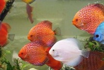 七彩神仙魚需要開燈多長時間，室內(nèi)光線較暗時適合用LED燈