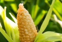 榮玉1608玉米栽培技術要點，生育期117.2天