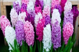 風(fēng)信子開花后怎么處理，寓意懷念、勝利等