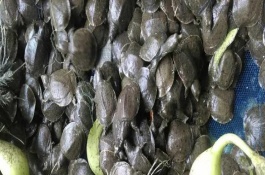 臺(tái)灣甲魚苗能長多大，一年可長至100-200g