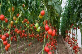 無(wú)土栽培蔬菜安全嗎，常見(jiàn)的有番茄、苦瓜等