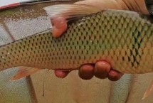 釣鯪魚用什么餌比較好，可采用跑鉛釣、豎鉛釣等釣法