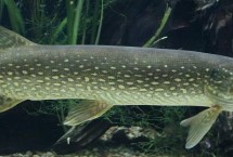 白斑狗魚(yú)的產(chǎn)地，我國(guó)僅分布于額爾齊斯河干流及其支流