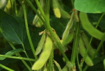 富航芽豆1號(hào)大豆栽培技術(shù)要點(diǎn)，特種品種芽豆品種