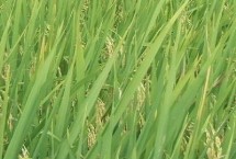 揚秈優(yōu)918水稻栽培技術要點，屬三系雜交中秈稻品種