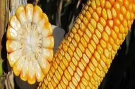 吉耐爾808玉米栽培技術(shù)要點(diǎn)，高抗莖腐病