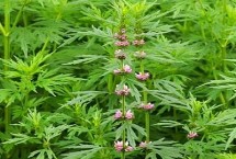 益母草的形態(tài)特征，每次中耕除草后都要追肥