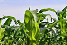 泰美甜3號(hào)玉米栽培技術(shù)要點(diǎn)，生育期為85.8天