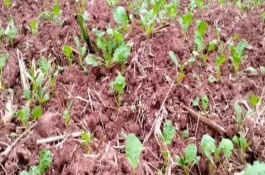 油菜為什么會僵苗，是受到干旱漬害、缺肥、病蟲害等因素的影響