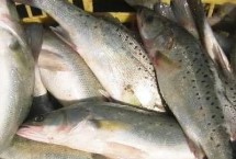 海鱸魚的價格，批發(fā)價格一般10-15元一斤