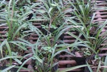 種植西蘭花的注意事項(xiàng)，大約需要5.5萬元