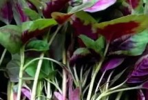 莧菜的生長(zhǎng)期是多少天，不同病蟲(chóng)害的防治方法不同