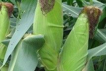 天翊16玉米栽培技術(shù)要點(diǎn)，適宜播種期4月下旬—5月上旬