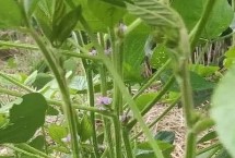 鑫興10號大豆栽培技術(shù)要點，生育期106天