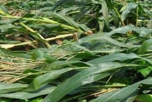 晟科玉328玉米栽培技術(shù)要點，密度4000株/畝左右