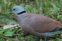斑鳩怎么分公母，可根據(jù)頭的形狀、眼睛位置或眉毛長(zhǎng)短等分辨