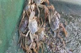 哪種餌料受到螃蟹的喜愛，可飼喂小魚蝦、螺肉等葷餌