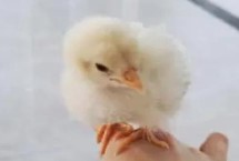 小雞二十天可以放養(yǎng)嗎，可以但是盡量養(yǎng)2只以上最好