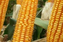 富華811玉米栽培技術(shù)要點(diǎn)，適宜密度為每畝5000株左右