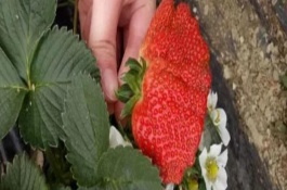 草莓果畸形發(fā)生的原因，主要是因為肥料施用不好