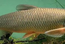 什么草草魚喜歡吃，以植物根莖、枝葉、果實等為食
