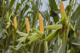 鐵研58玉米栽培技術(shù)要點(diǎn)，中抗彎孢菌葉斑病1-5級(jí)