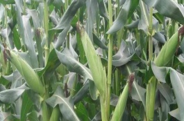 吉爆5玉米栽培技術(shù)要點(diǎn)，中抗彎孢菌葉斑病