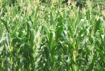 致泰13號玉米栽培技術要點，中抗莖腐病
