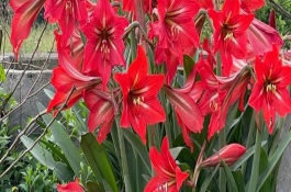 花卉黃葉怎么回事，推薦報(bào)春花、蝴蝶蘭等