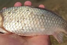 釣鯽魚是否要打窩，取決于垂釣方式