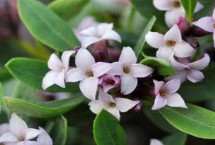 瑞香花有毒嗎，枝干、葉片和花朵均不同