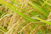 荃兩優(yōu)絲苗水稻栽培技術(shù)要點(diǎn)，全生育期為154.2天