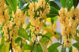 桂花樹常見分類和品種，有金黃色、黃白色、橙紅色和白色