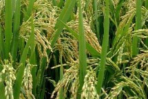 天農(nóng)5水稻栽培技術(shù)要點(diǎn)，普通粳稻品種
