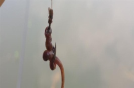 釣鯉魚(yú)怎么掛蚯蚓，常見(jiàn)以下3種方法