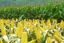 億嘉679玉米栽培技術(shù)要點(diǎn)，夏播適宜在5月底前播種