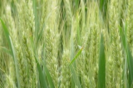 中焦3號(hào)小麥栽培技術(shù)要點(diǎn)，屬弱春性早熟品種