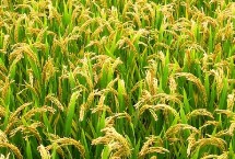 昌兩優(yōu)絲占水稻栽培技術(shù)要點，5月中下旬播種