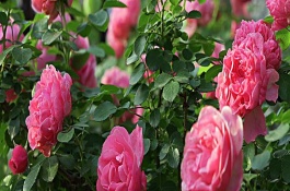 薔薇葉子發(fā)黃的原因，可能是澆水不當(dāng)或光照不足所致