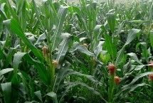 潤禾613玉米栽培技術(shù)要點，密度4000株/畝左右