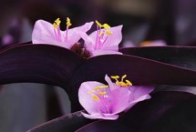 紫竹梅的花語，寓意堅(jiān)決、勇敢、無畏等