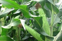 德發(fā)106玉米栽培技術(shù)要點(diǎn)，春播生育期119天