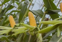 嫩單25玉米栽培技術(shù)要點(diǎn)，該品種幼苗期第一葉鞘淺紫色
