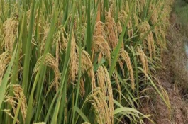 青角193水稻栽培技術(shù)要點(diǎn)，每畝播種量4kg左右