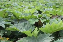 生長(zhǎng)習(xí)性，是大黃屬多年生草本植物的統(tǒng)稱